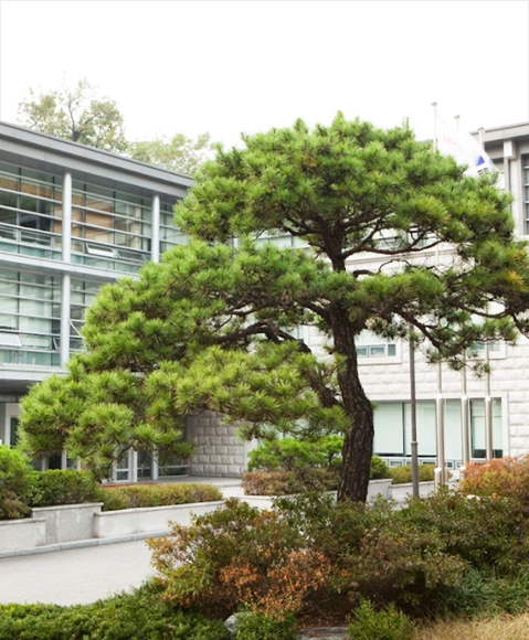 고려사이버대학교 소나무